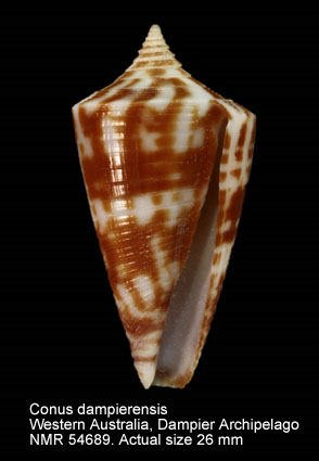 Conus dampierensis.jpg - Conus dampierensisCoomans & Filmer,1985